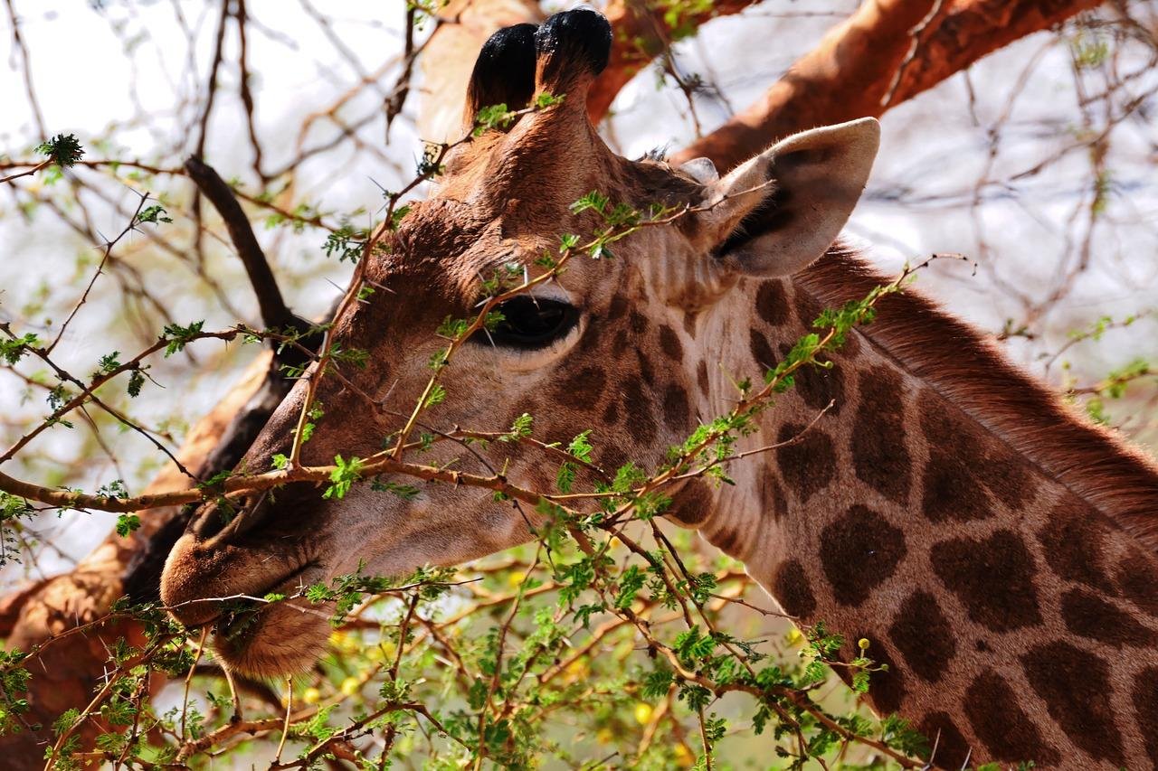 🦓Explore Senegal's Wildlife: Parks and Reserves Guide  🐘